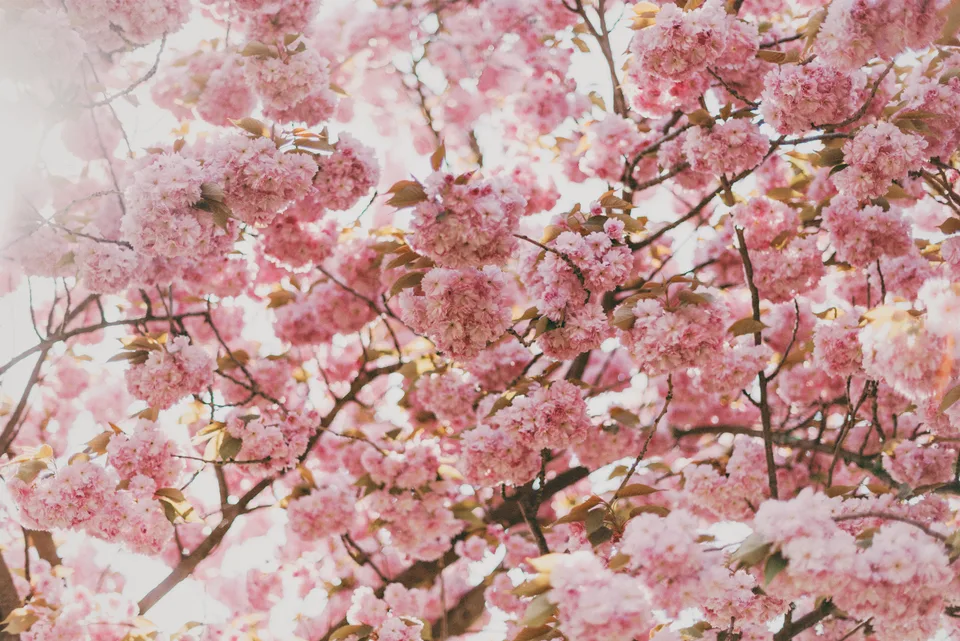 Pink blossoms on a tree.