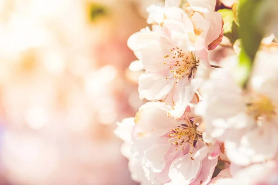 Pale pink blossoms on a branch.